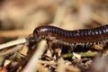 Pi ger la faune du sol centipede-5006363 1920.jpg