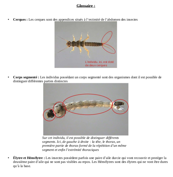 Fichier:D termination des invertb res d eau douce Capture5.png