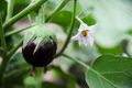 A quoi servent les fleurs - Comment leur pollen est-il transport A quoi servent les fleurs Aubergine.jpg