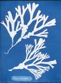 Cyanotype - La photo qui fait bronzette Anna Atkins algae cyanotype3 ateliermoors.jpg