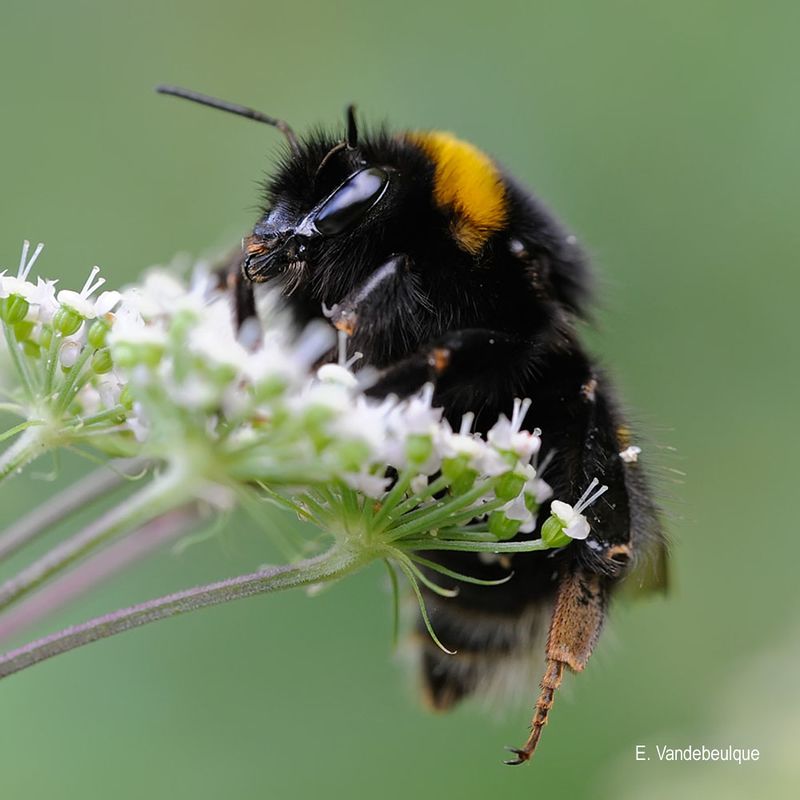 Questions-r ponses sur les insectes pollinisateurs bourdon.jpg