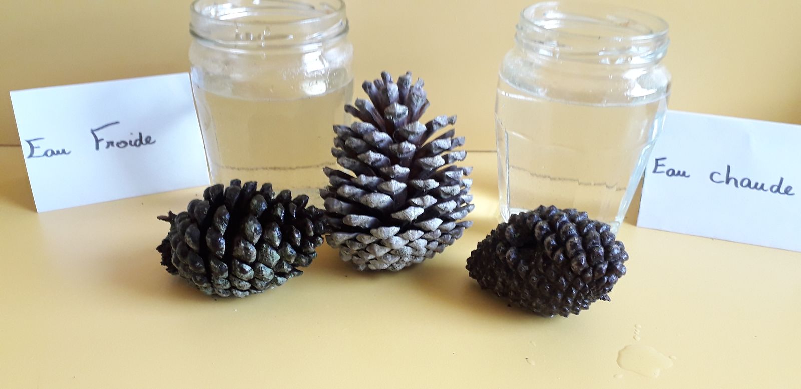 Pomme de pin: ouverture et fermeture — Wikidebrouillard