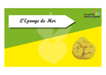 Time s up des esp ces du littoral L eponge.png