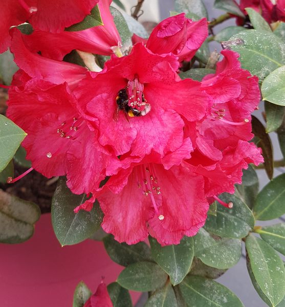 Fichier:Fleurs et insectes pollinisateurs 104430901 302499394117630 4037258012711809073 n.jpg