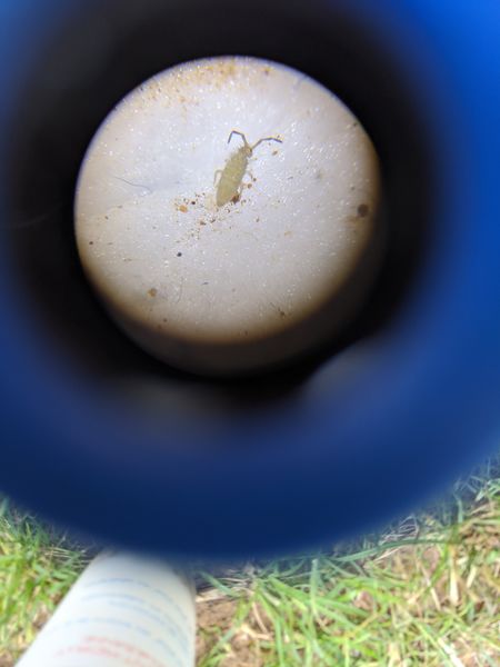 Fichier:Pi ger la faune du sol IMG 20200510 114219.jpg