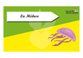Time s up des esp ces du littoral La Meduse.png