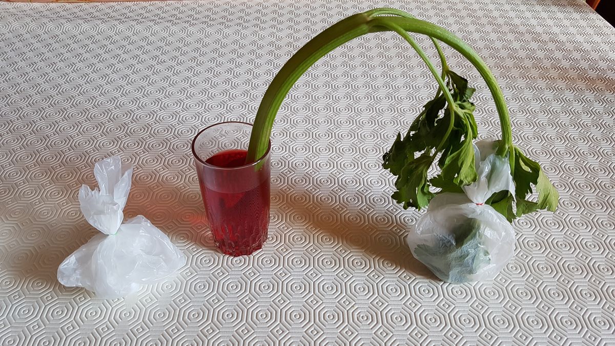 Capillarité dans le céleri — Wikidebrouillard