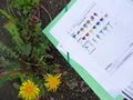 S initier aux sciences participatives en ville Observation fleurs-red.jpg