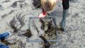 S initier aux sciences participatives sur le littoral SortieEstran-4red.JPG